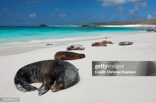 galapagos sea lions (zalophus wollebaeki), soaking up the sun, hood island, galapagos islands, ecuador - galapagos isle stock-fotos und bilder