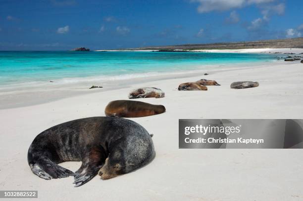 galapagos sea lions (zalophus wollebaeki), soaking up the sun, hood island, galapagos islands, ecuador - pacific islands - fotografias e filmes do acervo