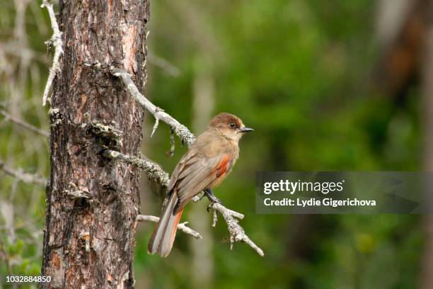 siberian jay (perisoreus infaustus) perched on a twig in hamra national park, sweden, scandinavia - hamra national park stock pictures, royalty-free photos & images