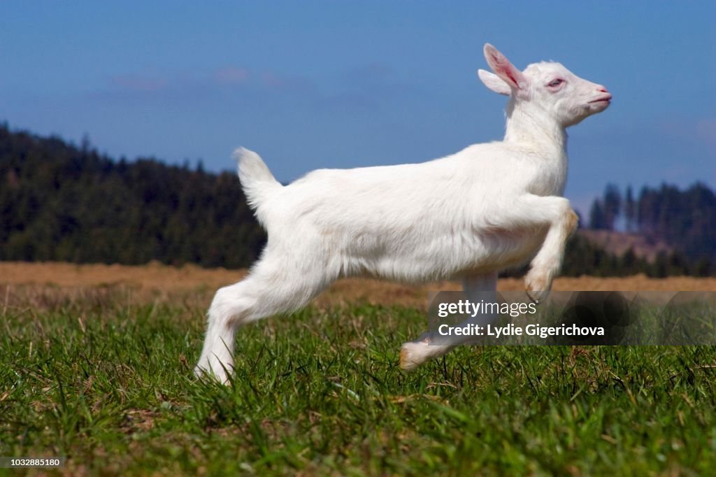 White Nanny Goat Domestic Goat Bouncing Gait Lacnov Vsetin District Czech  Republic High-Res Stock Photo - Getty Images