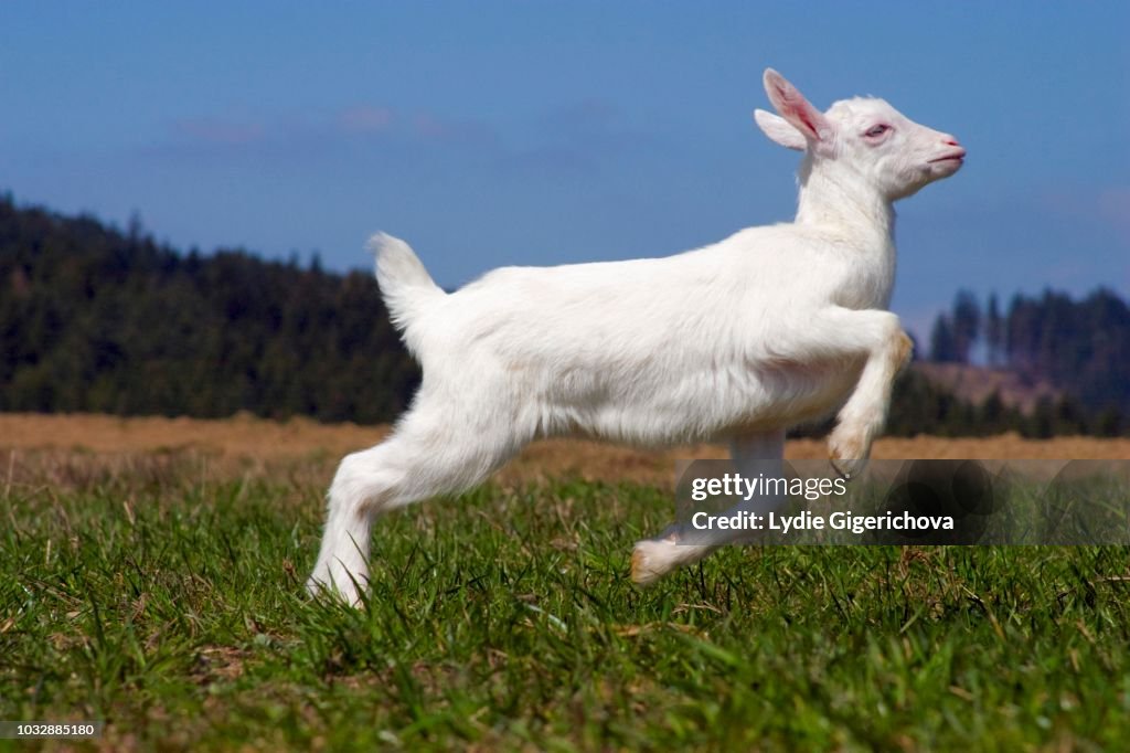White Nanny Goat Domestic Goat Bouncing Gait Lacnov Vsetin District Czech Republic High-Res Stock Photo - Getty Images White Nanny Goat Domestic Goat Bouncing Gait Lacnov Vsetin District Czech Republic High-Res Stock Photo - Getty Images
