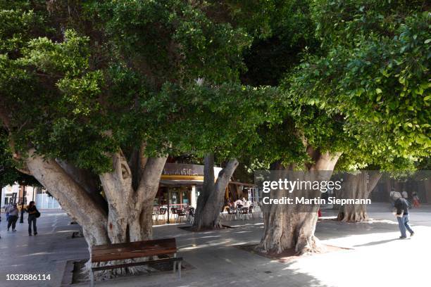 laurel trees, plaza de la constitucion square, san sebastian de la gomera, canary islands, spain - gomera bildbanksfoton och bilder