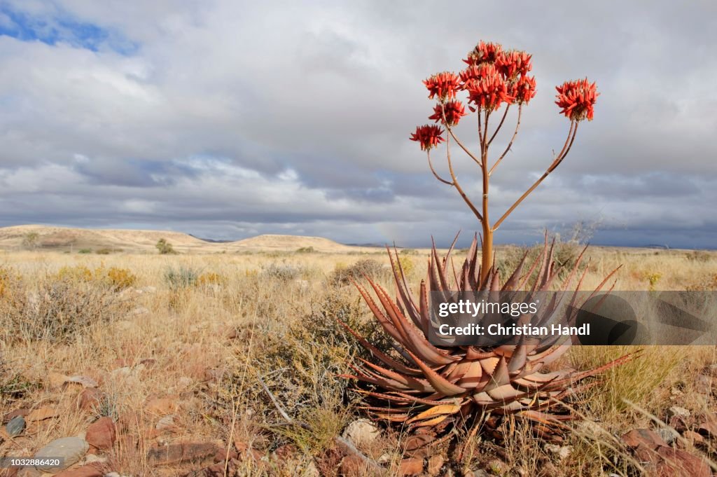 Coral Aloe (Aloe striata), Namibia