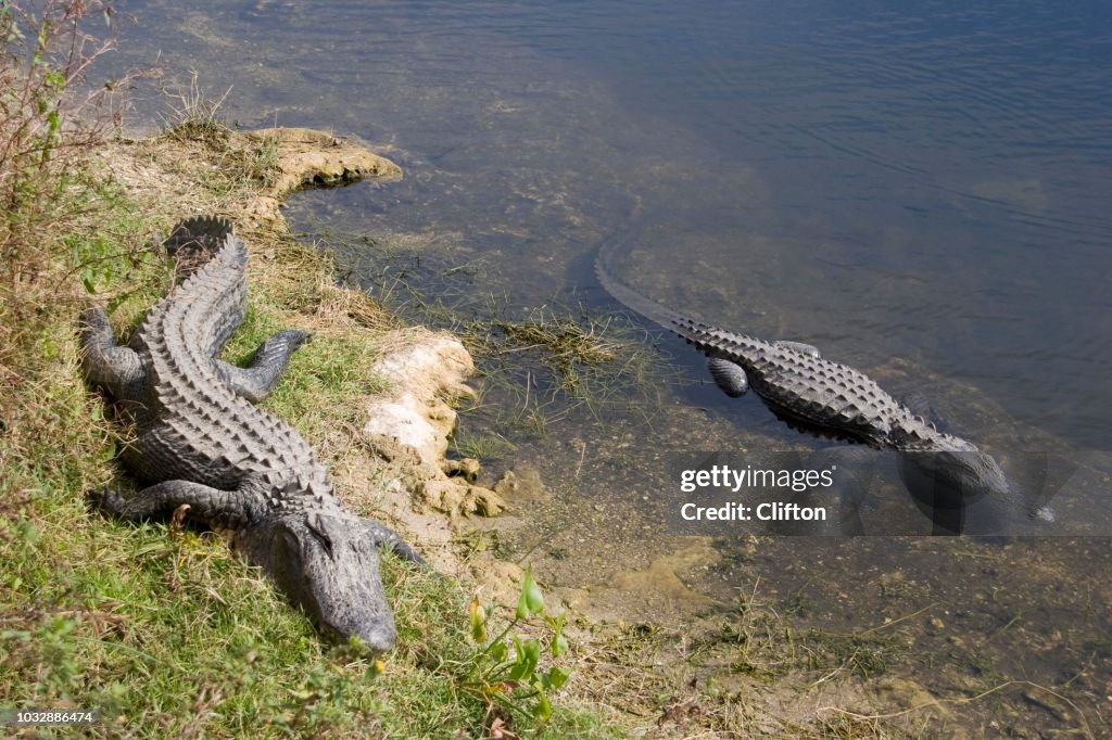 Alligators (Alligatoridae) in the water, Florida, USA