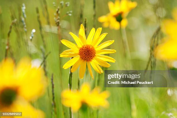 wild wolf's bane (arnica montana), medical plant, on the markstein, vosges mountain range, france - arnica foto e immagini stock