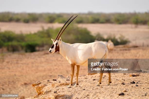 arabian oryx (arabian oryx), sir bani yas island, abu dhabi, united arab emirates, arabia, near east, orient - arabian oryx stock-fotos und bilder