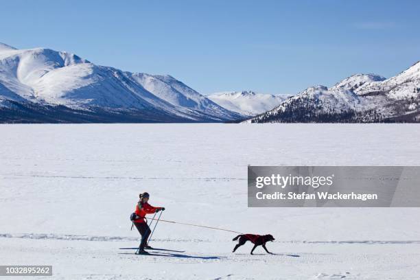 woman skijoring, cross country skiing, with a sled dog, fish lake, yukon territory, canada - cross country skis stock-fotos und bilder