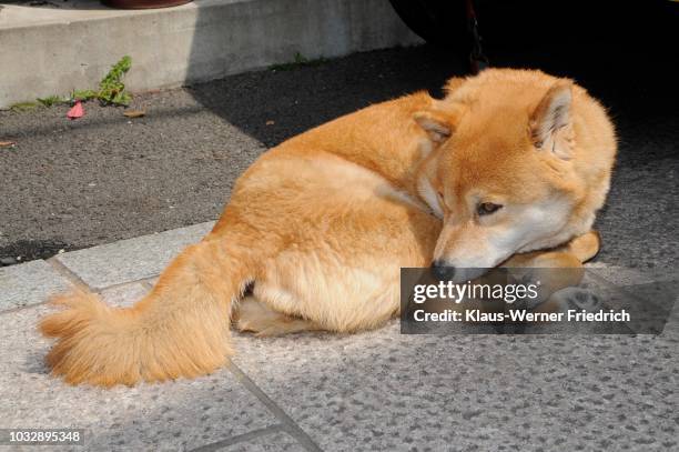 hokkaido dog, ainu dog, ainu inu, hokkaido-ken, japanese dog breed, common pet dog, kyoto, japan - hokkaido inu stock pictures, royalty-free photos & images