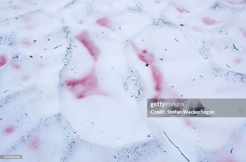 Red snow algae, Watermelon snow (Chlamydomonas nivalis), Chloromonas, Kryoflora, near summit of Chilkoot Trail, Chilkoot Pass, Alaska, USA