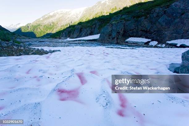 red snow algae, watermelon snow (chlamydomonas nivalis), chloromonas, kryoflora, near summit of chilkoot trail, chilkoot pass, alaska, usa - chlamydomonas reinhardii stock pictures, royalty-free photos & images