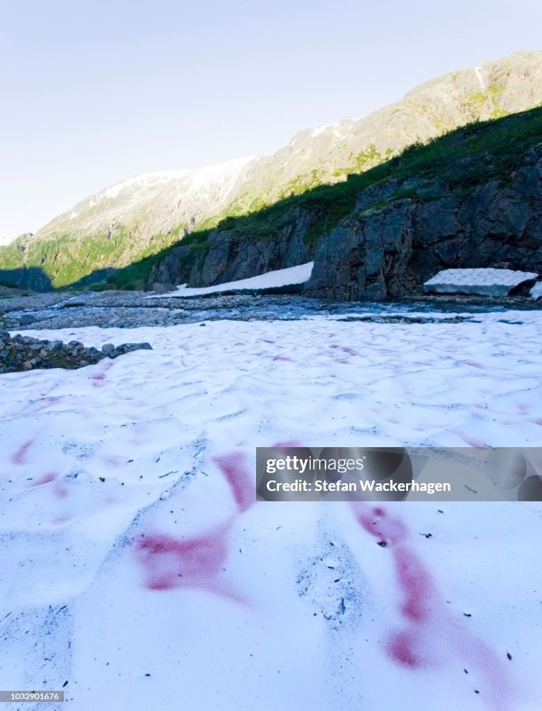 Red snow algae, Watermelon snow (Chlamydomonas nivalis), Chloromonas, Kryoflora, near summit of Chilkoot Trail, Chilkoot Pass, Alaska, USA