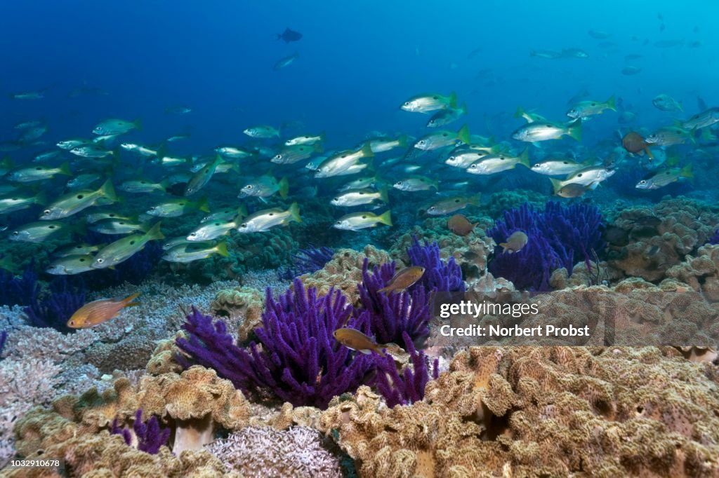 Ehrenberg's Snapper (Lutjanus ehrenbergii), swarm floats over coral reef, reef roof with Red sea whip (Ellisella sp.), leathery corals (Alcyoniidae), Daymaniyat Islands nature reserve, Indian Ocean, Khawr Suwasi, Al-Batina province, Oman