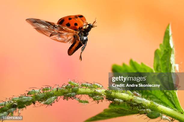 asian lady beetle (harmonia axyridis), in flight, aphids, germany - ladybug aphid stock pictures, royalty-free photos & images