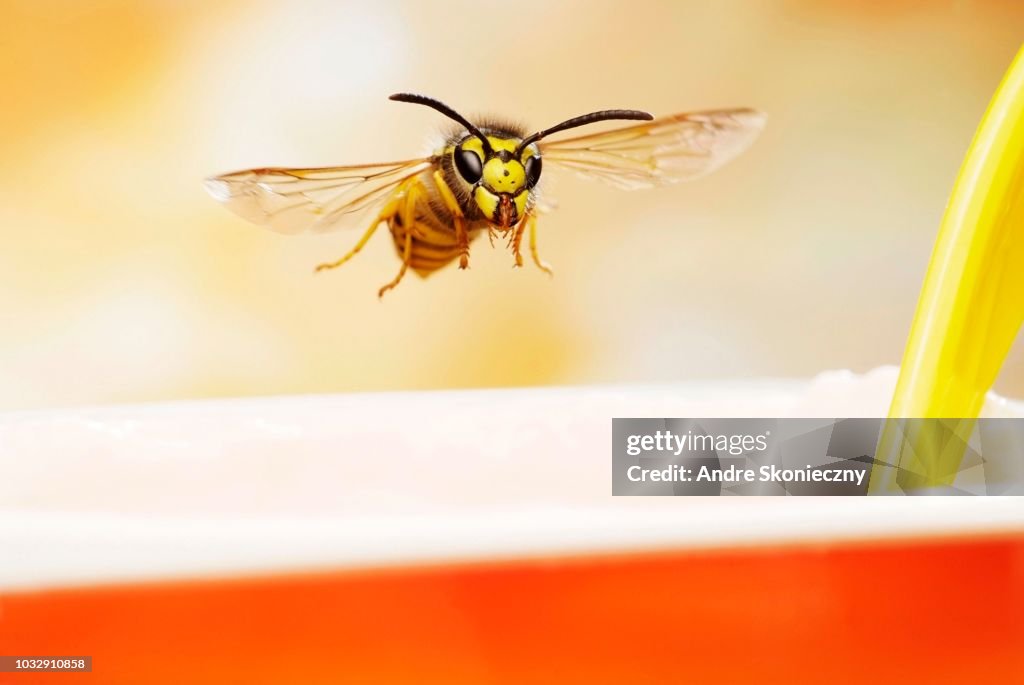 German wasp (Vespula germanica), in flight, at a yogurt mug, Germany