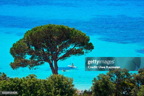 palombaggia beach with turquoise blue sea, porto vecchio, corse-du-sud department, corsica, france - corse du sud stock pictures, royalty-free photos & images