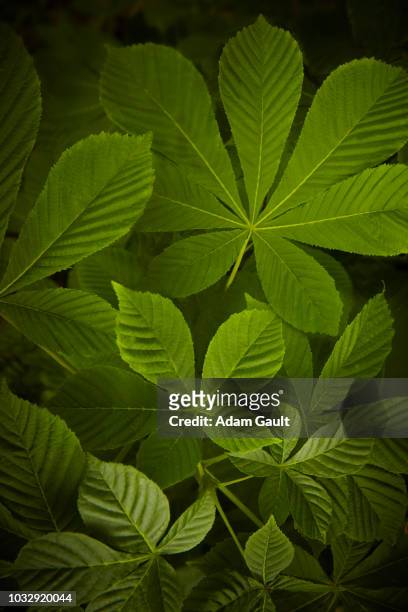 healthy horse chestnut leaves - horse chestnut imagens e fotografias de stock