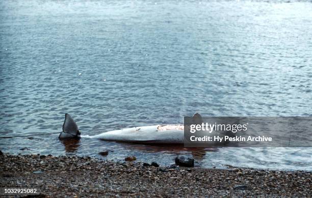 Dead whale lays on the shore after being killed during a hunting expedition circa July, 1954 in Churchill, Manitoba, Canada.