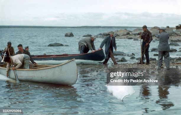 Men drag their boats back to shore after a whale hunting expedition circa July, 1954 in Churchill, Manitoba, Canada.