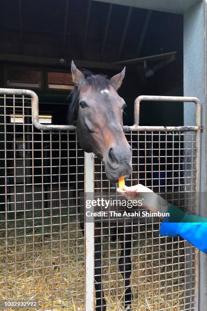 Retired racehorse Deep Impact is seen at Shadai Stallion Station a week after the magnitude 6.7 earthquake on September 13, 2018 in Abira, Hokkaido,...