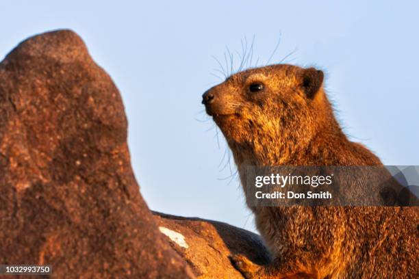 dassie on rocks in quiver tree forest - tree hyrax stock pictures, royalty-free photos & images