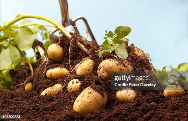 digging up organic potatoes - kartoffel wurzelgemüse stock-fotos und bilder