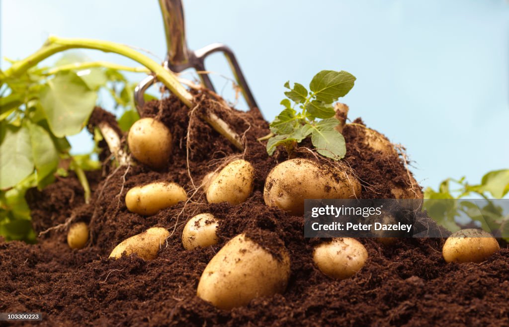 Digging up organic potatoes