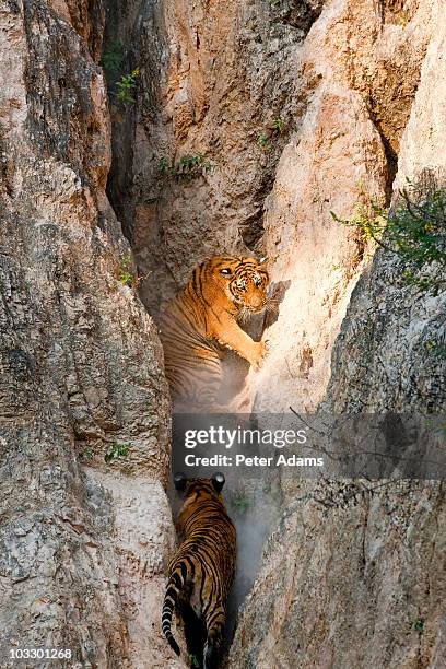 indochinese tigers play fighting, thailand - indochina fotografías e imágenes de stock