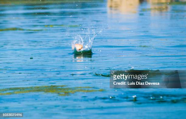 skipping stones in beach - skimming stones stock pictures, royalty-free photos & images