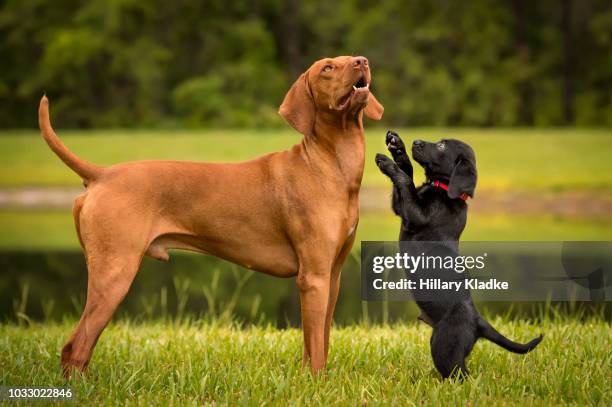 lab puppy playing with vizsla - central florida springs stock pictures, royalty-free photos & images