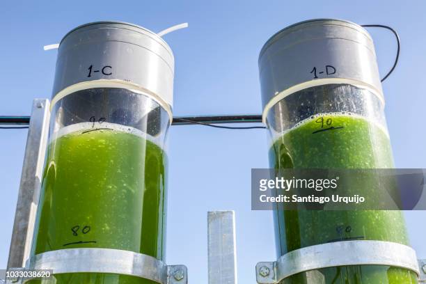 two bioreactors filled with green algae fixing co2 - carbon capture stock pictures, royalty-free photos & images