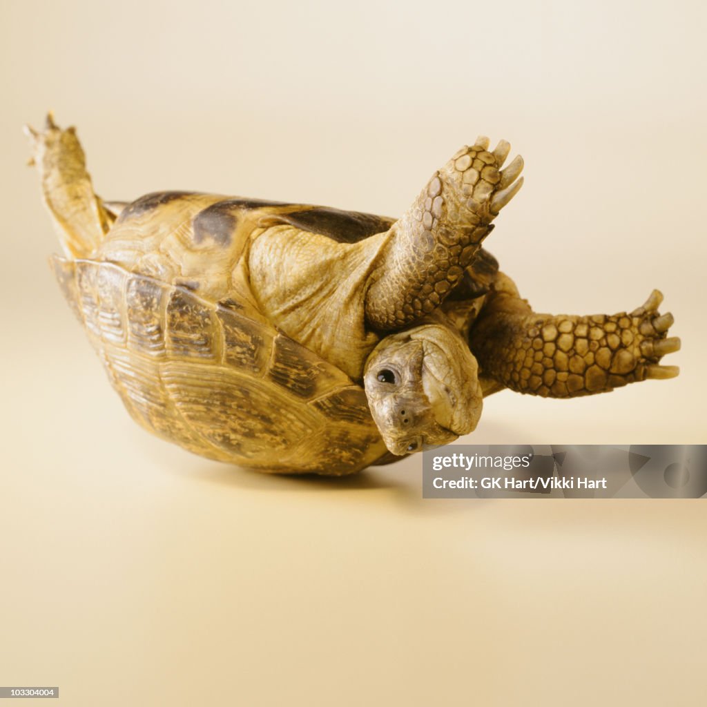 Turtle On Back High-Res Stock Photo - Getty Images