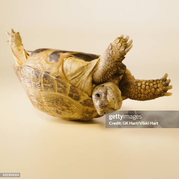 turtle on back - tortoise stock pictures, royalty-free photos & images