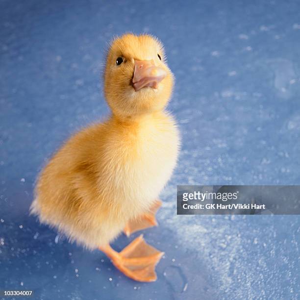 baby pekin duck on blue background - ducklings stock pictures, royalty-free photos & images