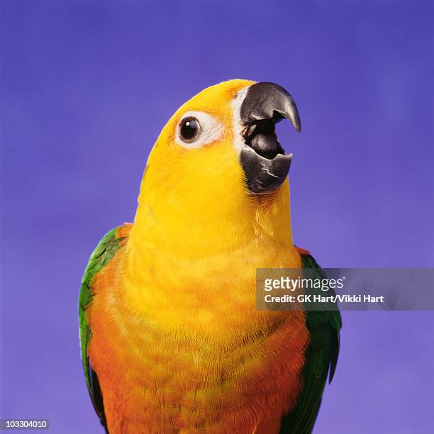 sun conure bird on blue background - parakeet fotografías e imágenes de stock