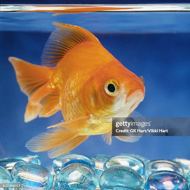 goldfish in blue water - fish bowl stock pictures, royalty-free photos & images