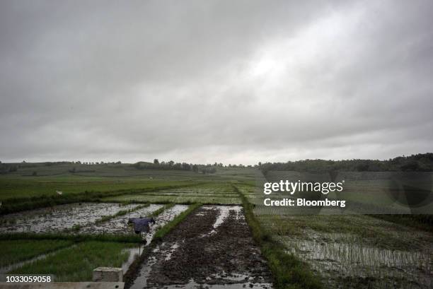 Rice field stands along a highway in Isabella province, the Philippines, on Friday, Sept. 14, 2018. Philippines authorities are evacuating thousands...