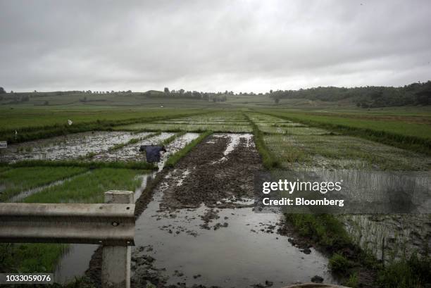 Isabela Rice Field 92 Isabella Rice Photos & High Res Pictures - Getty Images