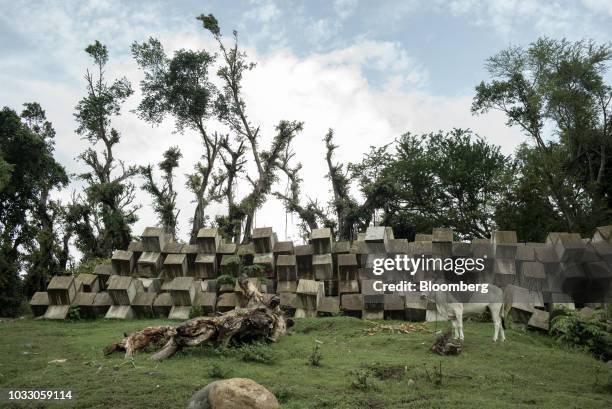 Bull stands in front of a breakwater along the Cagayan River ahead of Typhoon Mangkhut's arrival in Tuguegarao, Cagayan province, the Philippines, on...