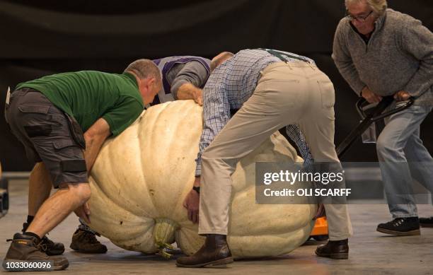 Show staff weigh pumpkins entered into the giant pumpkin competition on the first day of the Harrogate Autumn Flower Show held at the Great Yorkshire...