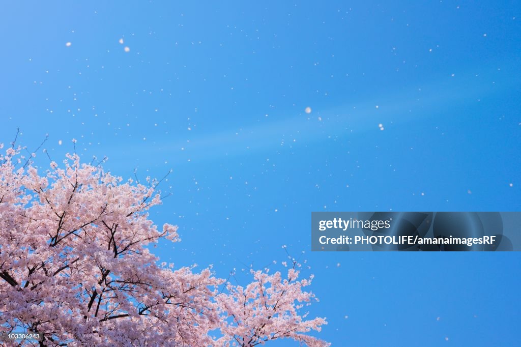 Blossoming Yoshino cherry tree with falling petals, Tokyo, Japan