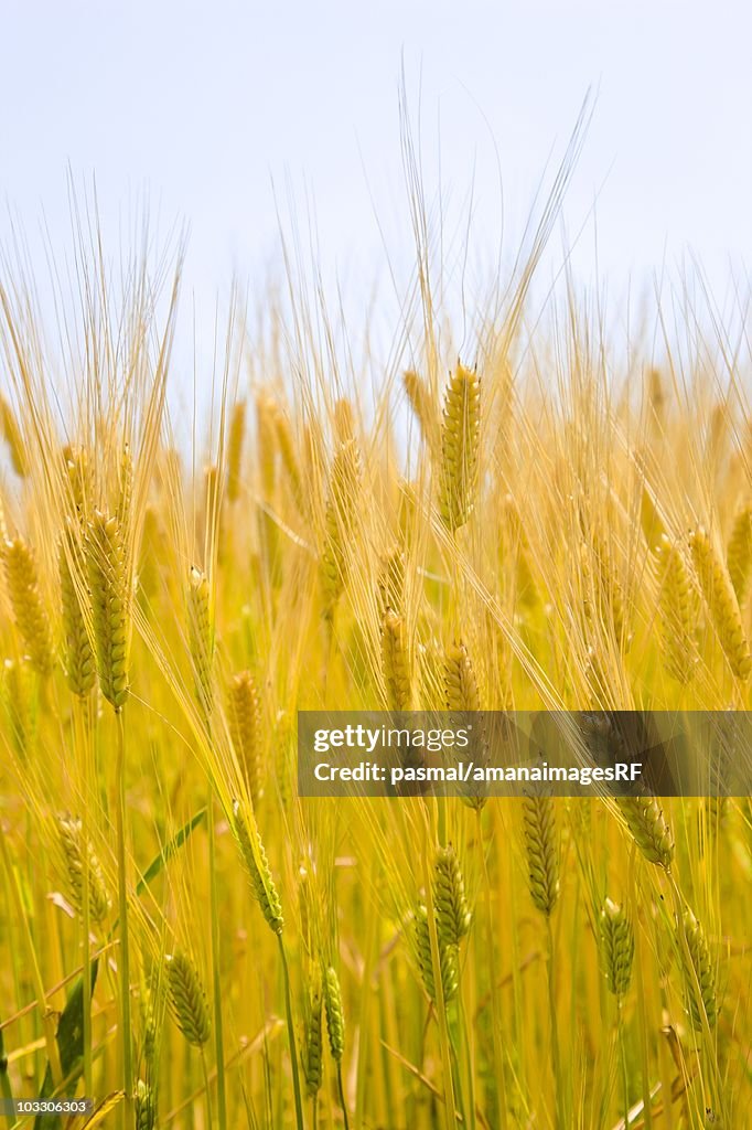 Close-up of yellow barley. Tochigi Prefecture, Japan