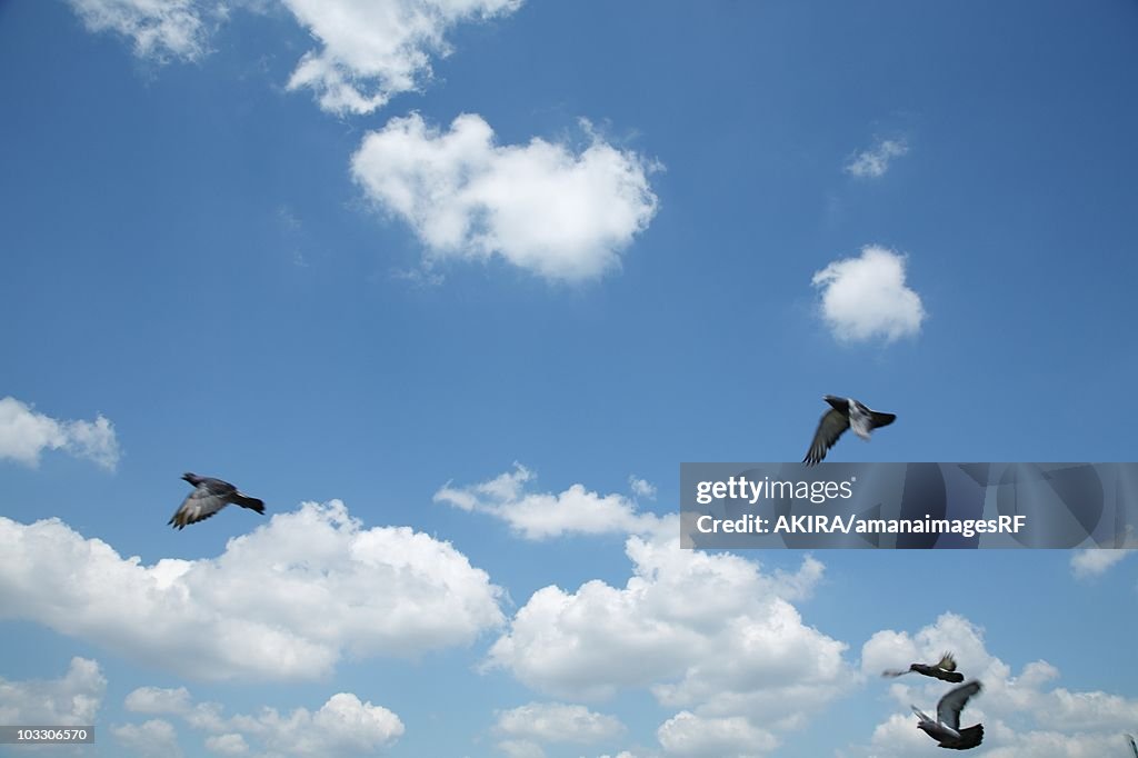 Pigeons flying in a blue sky, Ota Ward, Tokyo, Japan