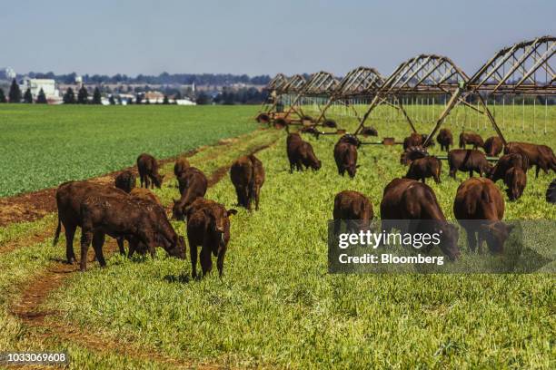 Cattle graze on the Ehlerskroon farm, outside Delmas in the Mpumalanga province, South Africa on Thursday, Sept. 13, 2018. A legal battle may be...