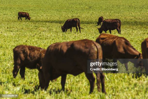 Cattle graze on the Ehlerskroon farm, outside Delmas in the Mpumalanga province, South Africa on Thursday, Sept. 13, 2018. A legal battle may be...