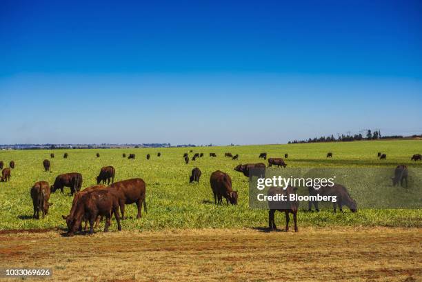 Cattle graze on the Ehlerskroon farm, outside Delmas in the Mpumalanga province, South Africa on Thursday, Sept. 13, 2018. A legal battle may be...