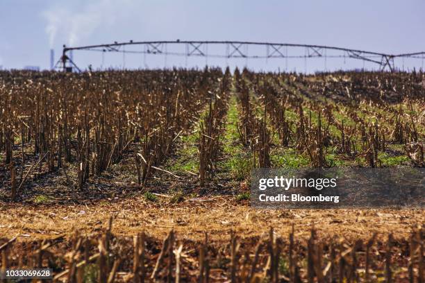 Harvested corn stalks stand in a field on the Ehlerskroon farm, outside Delmas in the Mpumalanga province, South Africa on Thursday, Sept. 13, 2018....