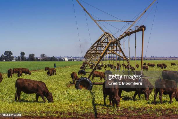 Cattle graze on the Ehlerskroon farm, outside Delmas in the Mpumalanga province, South Africa on Thursday, Sept. 13, 2018. A legal battle may be...