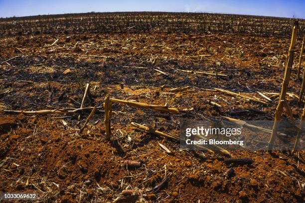 Harvested corn stalks stand in a field as it is re-ploughed on the Ehlerskroon farm, outside Delmas in the Mpumalanga province, South Africa on...