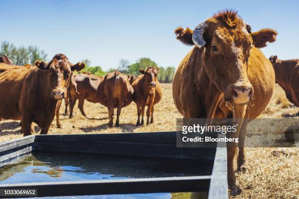 Cattle graze and drink in a field on the Ehlerskroon farm, outside Delmas in the Mpumalanga province, South Africa on Thursday, Sept. 13, 2018. A...