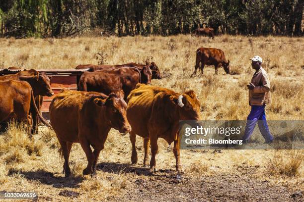 Worker checks on cattle grazing on the Ehlerskroon farm, outside Delmas in the Mpumalanga province, South Africa on Thursday, Sept. 13, 2018. A legal...